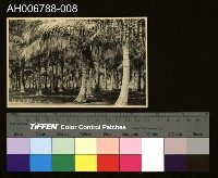 藏品(日治台灣所見高雄旗後椰子林明信片)的圖片